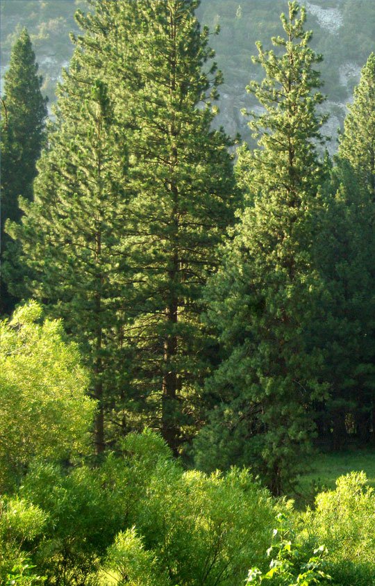 Services - Mountain View Landscaping &amp; Maintenance