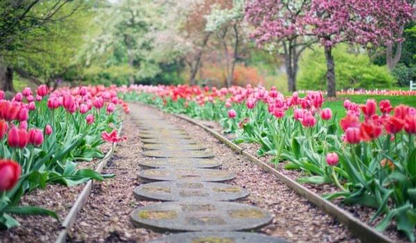 Rose Garden